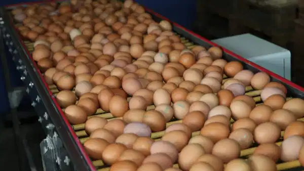 Araştırma: Yumurta tüketenlerde Alzheimer riski daha düşük