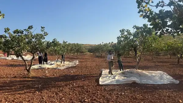 bolge halkinin gecim kaynagi hasat sabahin ilk isiklariyla basliyor binbir emekle toplaniyor CWNUatZG