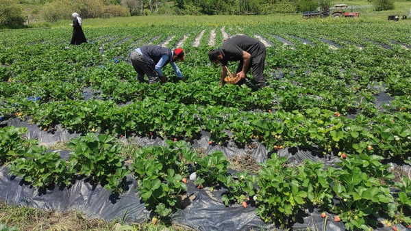 ezber bozan kadin girisimci patnosta mucize yaratti tarladan kirmizi bereket fiskirdi bUbFk47F