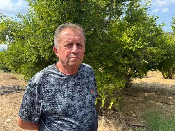 inhisarda hasat yaklasiyor agaclar yoruldu kapasite yari yariya dustu 5cnprVHa