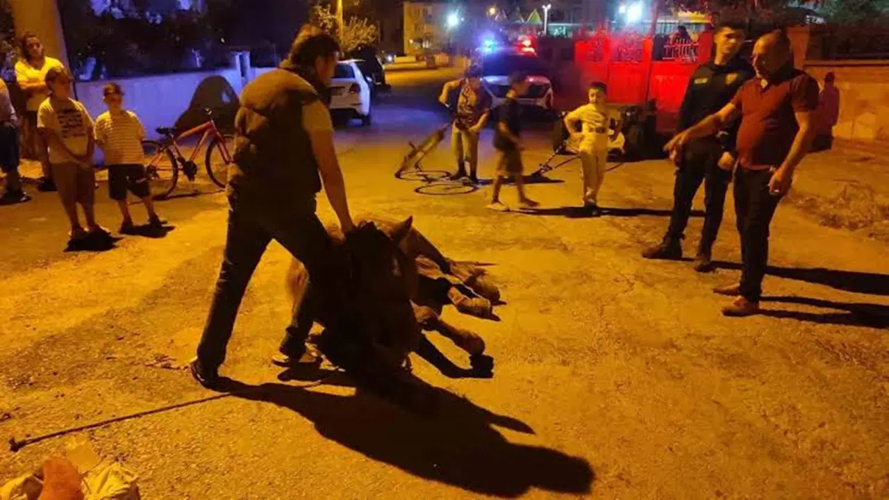 Keşan’da ata şiddet: 2 kişi hakkında adli işlem başlatıldı