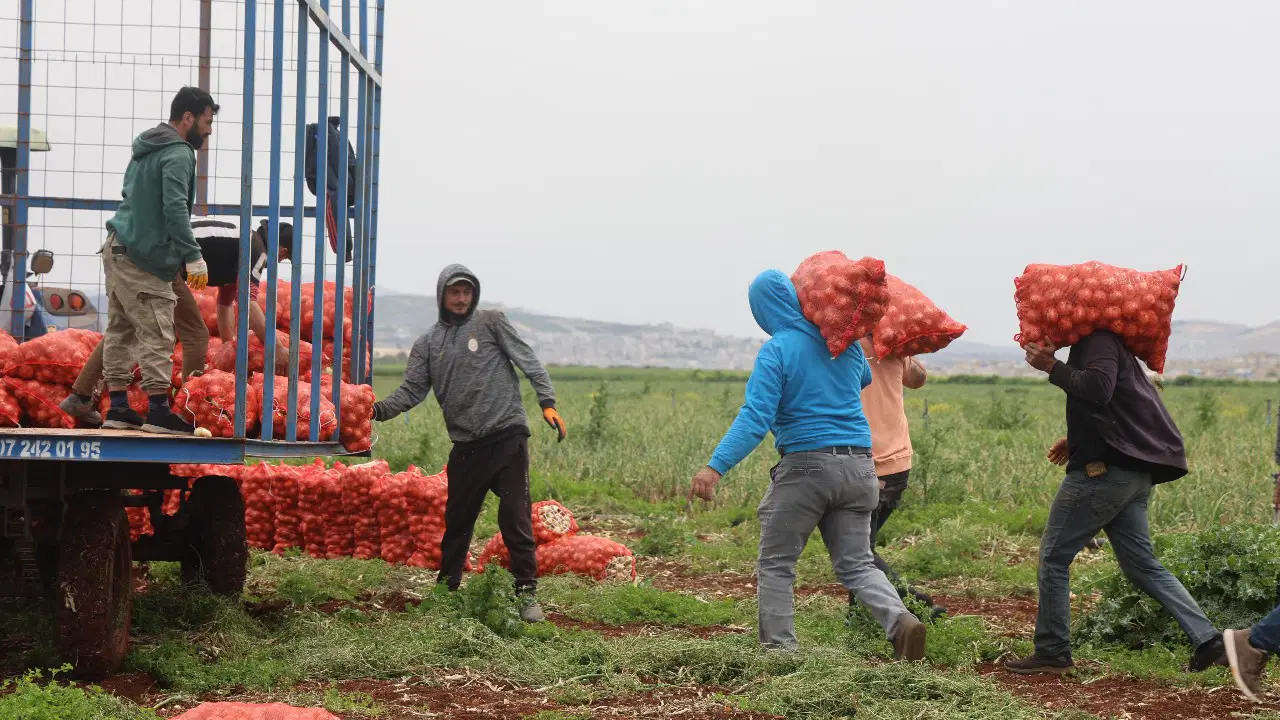 tarlada kilosu 15 tlden kapisiliyor 6 ay bozulmayan o lezzette hasat basladi 6GDIN8hJ