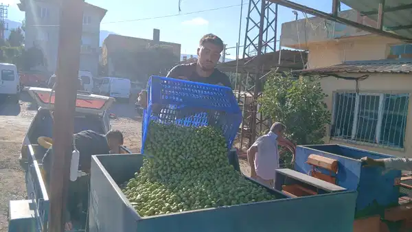 zeytin ureticilerinden fiyatlara tepki maliyetler katlandi alim fiyati dustu 0 CQRlzgYz