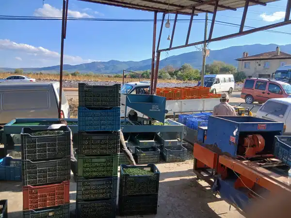 zeytin ureticilerinden fiyatlara tepki maliyetler katlandi alim fiyati dustu 1 lcJLRICk