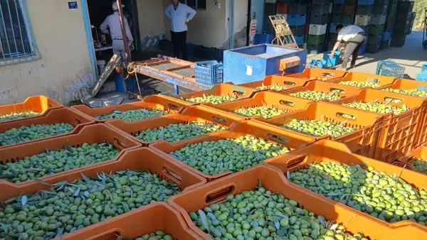 Zeytin üreticilerinden fiyatlara tepki: ‘Maliyetler katlandı, alım fiyatı düştü’