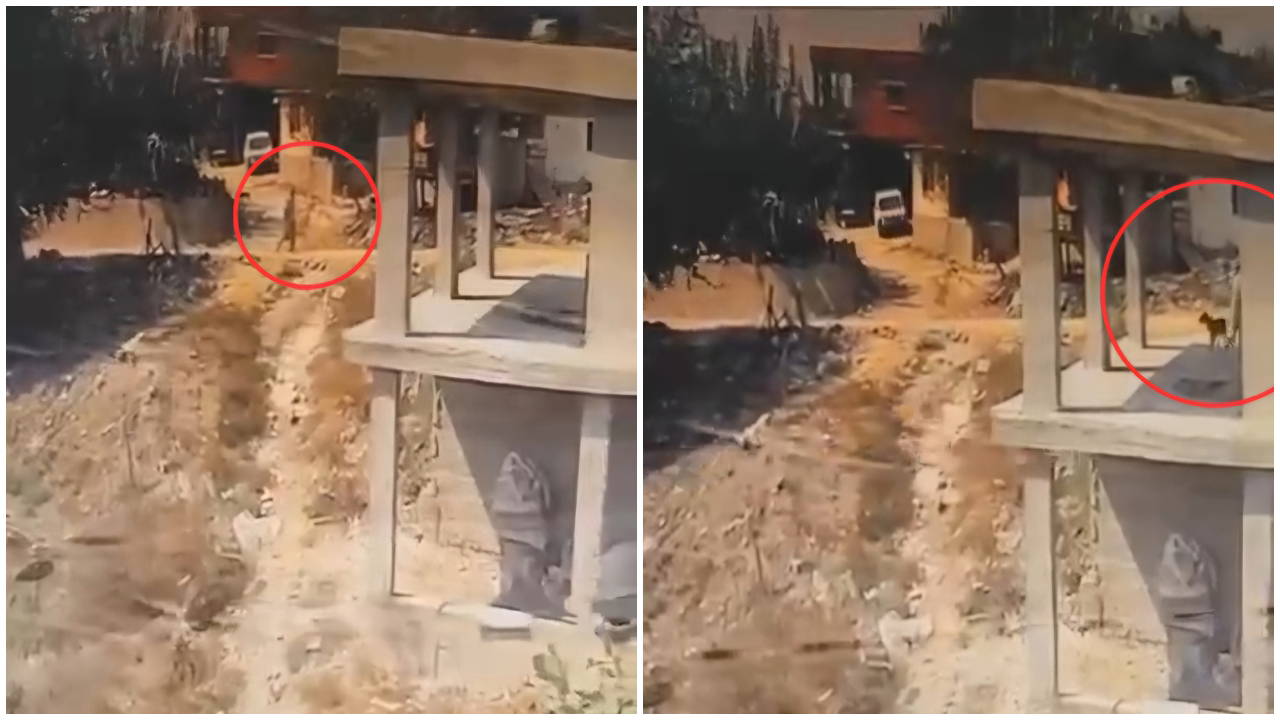 adanada uyuyan kopege sopali saldiri serbest birakilan komsuya tepki yagdi 0 JwVBC418