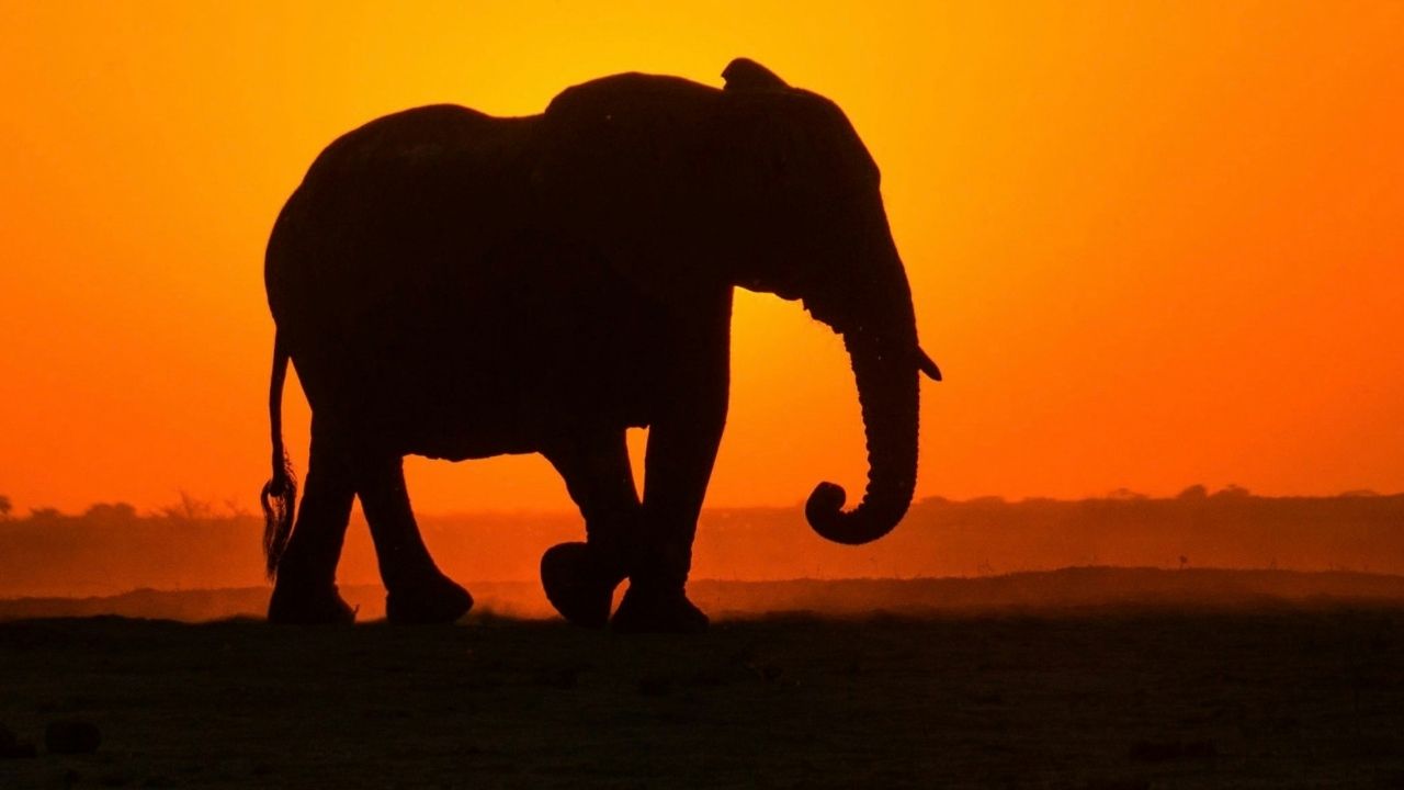 Afrika fillerinin hastalıklarını iyileştirmek için yararlandıkları yöntem 2 afrika fillerinin hastaliklarini iyilestirmek icin yararlandiklari yontem 0