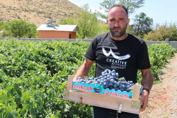 Fiyatı yarı yarıya düştü! Erzincan’da 4 bin tonluk hasat…