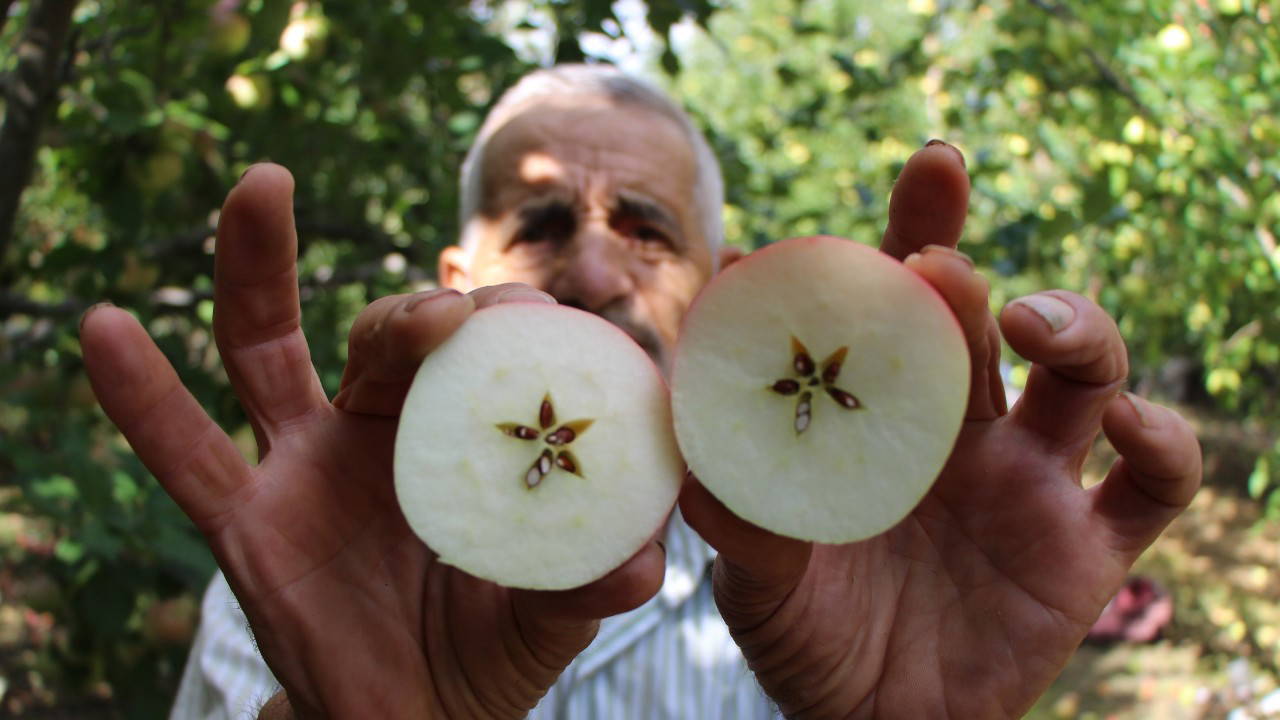 Geçen yıl mumla aranıyordu, şimdi dala sığmıyor: Kilosu 10 lira!