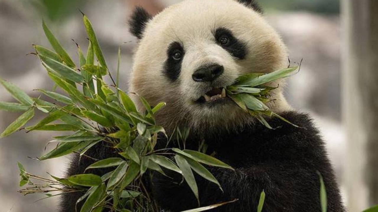 Panda diplomasisi geri döndü: Çin, ABD’ye iki panda gönderiyor