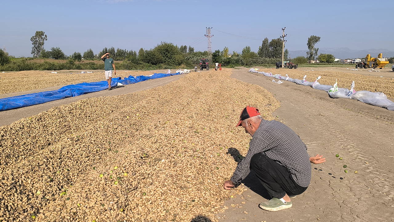 Üreticiler ‘yer fıstığı’ fiyatlarından dert yandı: ‘Çiftçi iflas etmiş durumda!’