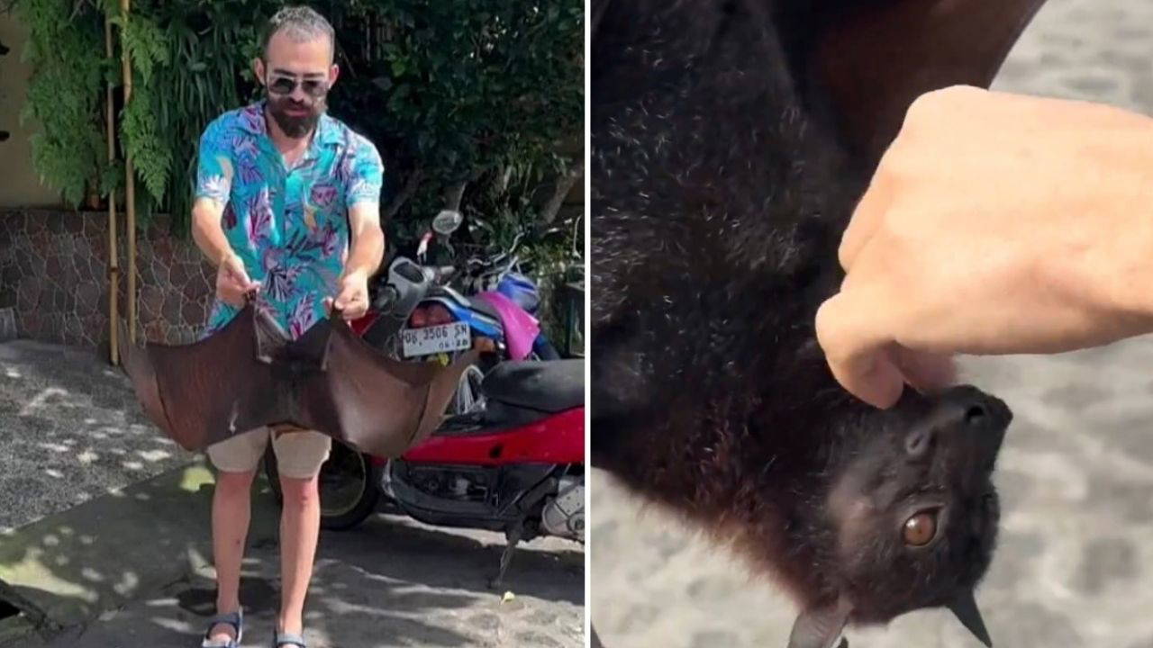 Yurt dışında çekilen görüntüler gündem oldu: Türk YouTuber’ı yarasa ısırdı, COVID-19 endişesi yeniden doğdu